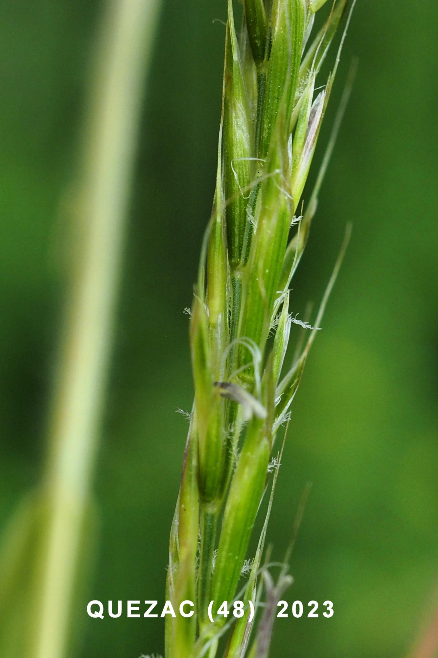 Oat, French flower